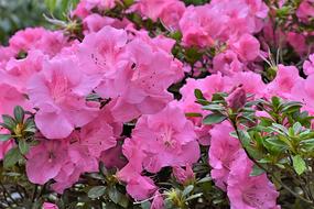 impressively beautiful Rhododendron Buds