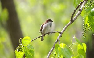 Sparrow Bird forest