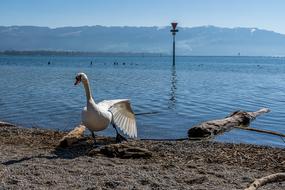 incredibly beautiful Landscape Animal