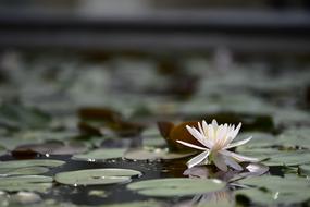 magnificent Lotus Flowers