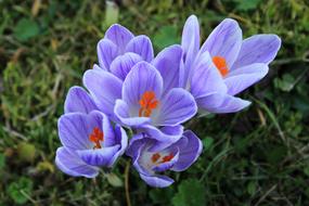 Crocus Purple Violet red