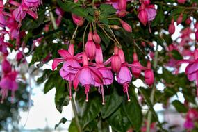 Fuchsia Gardenpink flowers