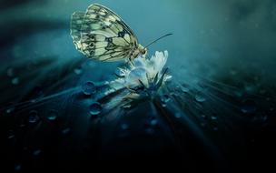 closeup view of Butterfly Animal on water