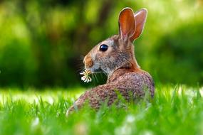 Rabbit Hare green grass