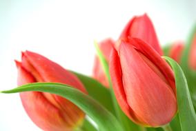 incredibly beautiful Tulip Spring
