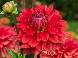 incredibly beautiful Flower Dahlia