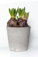 Hyacinth Plant