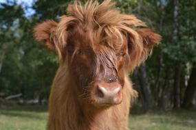 goodly Cow face