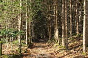 beautiful Spring Forest on a sunny day