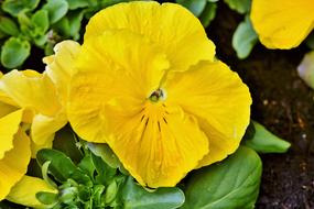 yellow Pansy Blossom