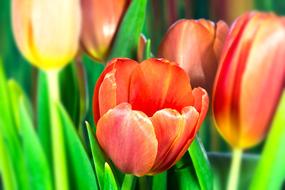 Tulip Lilies