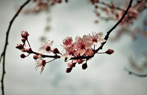 absolutely beautiful pink Spring Flowers