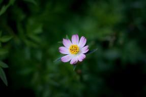 Beautiful Flowers Natural
