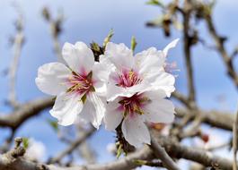 wonderful Almond Flowers