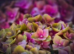 Beautiful and colorful, blooming hedrange flowers