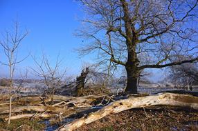 incredibly beautiful Trees Tree