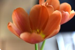 two open orange Tulips together