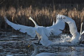 white birds on the water at dusk