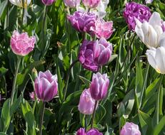 Red-Green Cabbage Tulip
