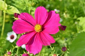 goodly Cosmea Flower