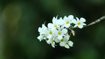 incredibly beautiful Kerala India Flower