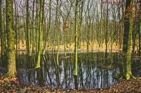 Forest Trees and Water