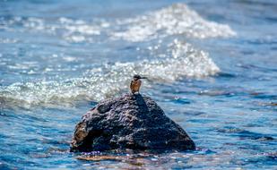 impressively beautiful Sea Bird