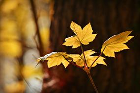 impressively beautiful Autumn Leaf Vein