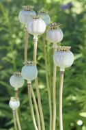 bud Poppy Flower Garden