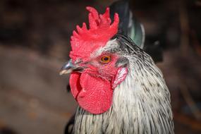Hahn Poultry Bird head