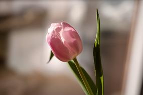closeup photo of ravishing Pink Tulip Flowers