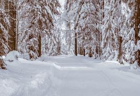 snowy road in white winter forest