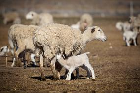 ravishing Sheep Baby
