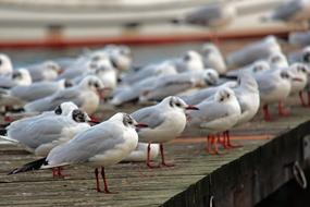 flock of black headed Gulls on Bridge