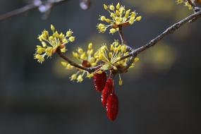 incredibly beautiful Spring Flowers Nature