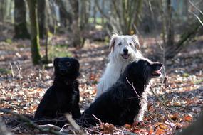 Spring Dogs Forest