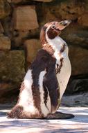 side view of penguin in Zoo