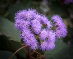 goodly Bloom violet