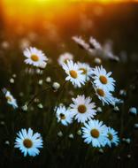 Sun and Flowers Summer