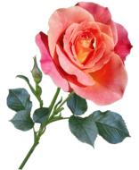 painted garden rose on a white background