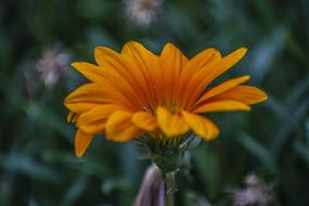 macro photo of ravishing Spring gerbera flower