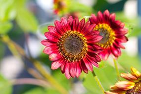 ravishing Sunflower Red