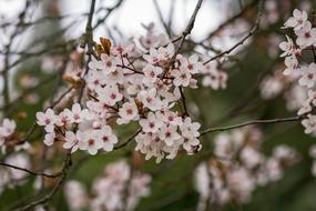 pink flowers on thin bare twigs, tree in bloom