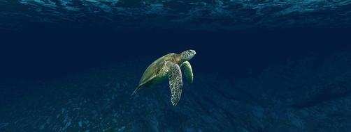 ravishing Turtle Sea Underwater