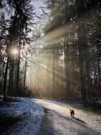 dog walking away on path through Forest at winter