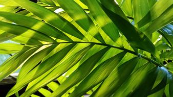 goodly Leaf Palm Tree