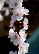 Flowers of apricot tree close up