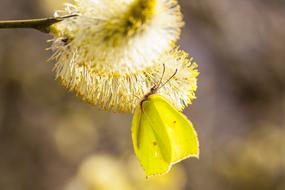 Butterfly Spring yellow