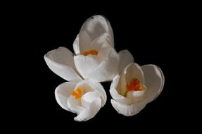 Crocus, white Flowers at darkness