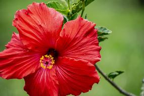 impressively beautiful Flower Bella